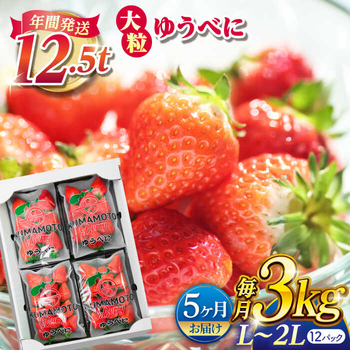 【先行予約】【5回定期便】大粒いちご L〜2L ゆうべに 3kg（12pc）【熊本ベリー】[ZER018]