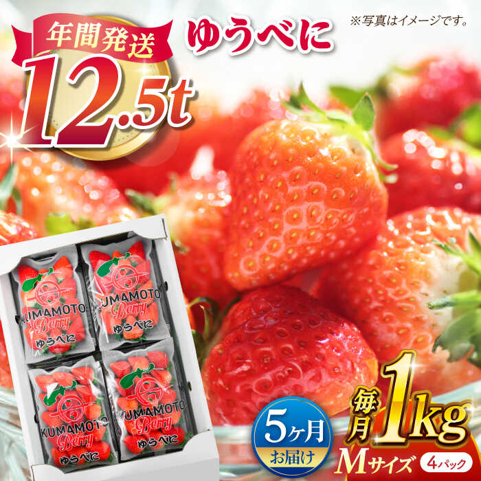 【先行予約】【5回定期便】いちご Mサイズ ゆうべに 1kg（4pc）【熊本ベリー】[ZER019]