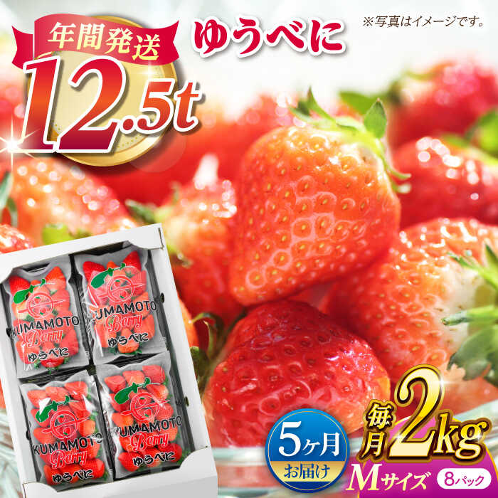 【先行予約】【5回定期便】いちご Mサイズ ゆうべに 2kg（8pc）【熊本ベリー】[ZER020]