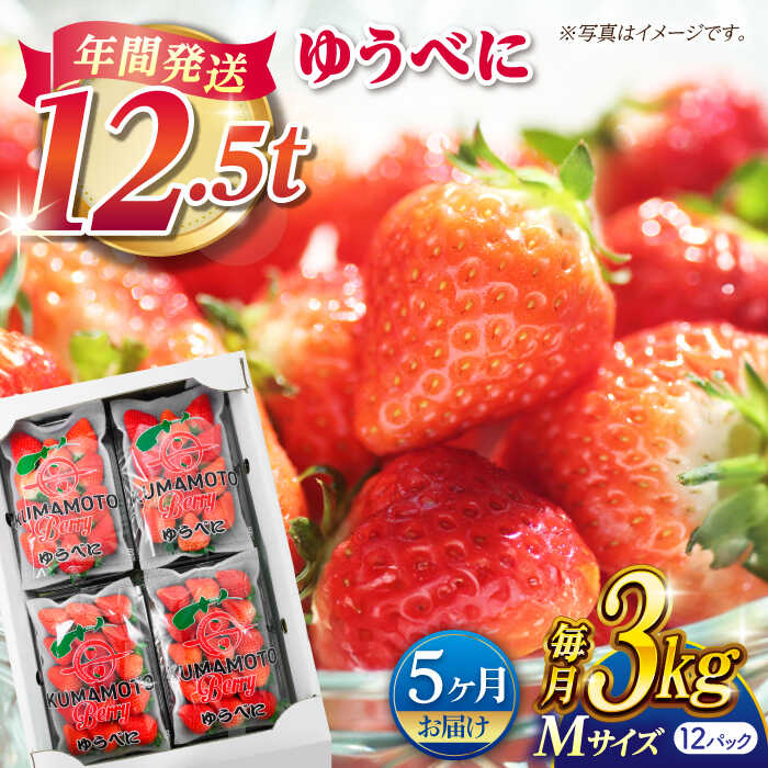【先行予約】【5回定期便】いちご Mサイズ ゆうべに 3kg（12pc）【熊本ベリー】[ZER021]