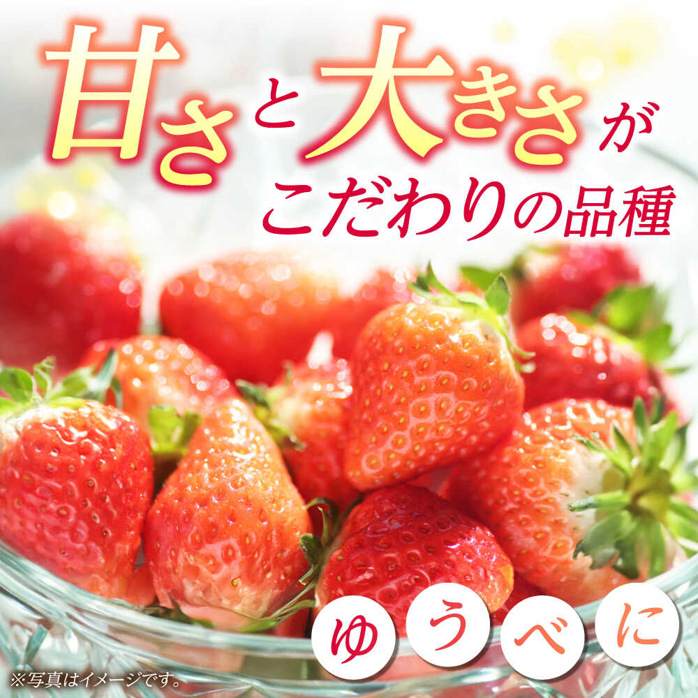 【ふるさと納税】《3月より発送開始》 【3回定期便】 大粒いちご L〜2L ゆうべに 3kg（12pc）【熊本ベリー】[ZER027] サムネイル3