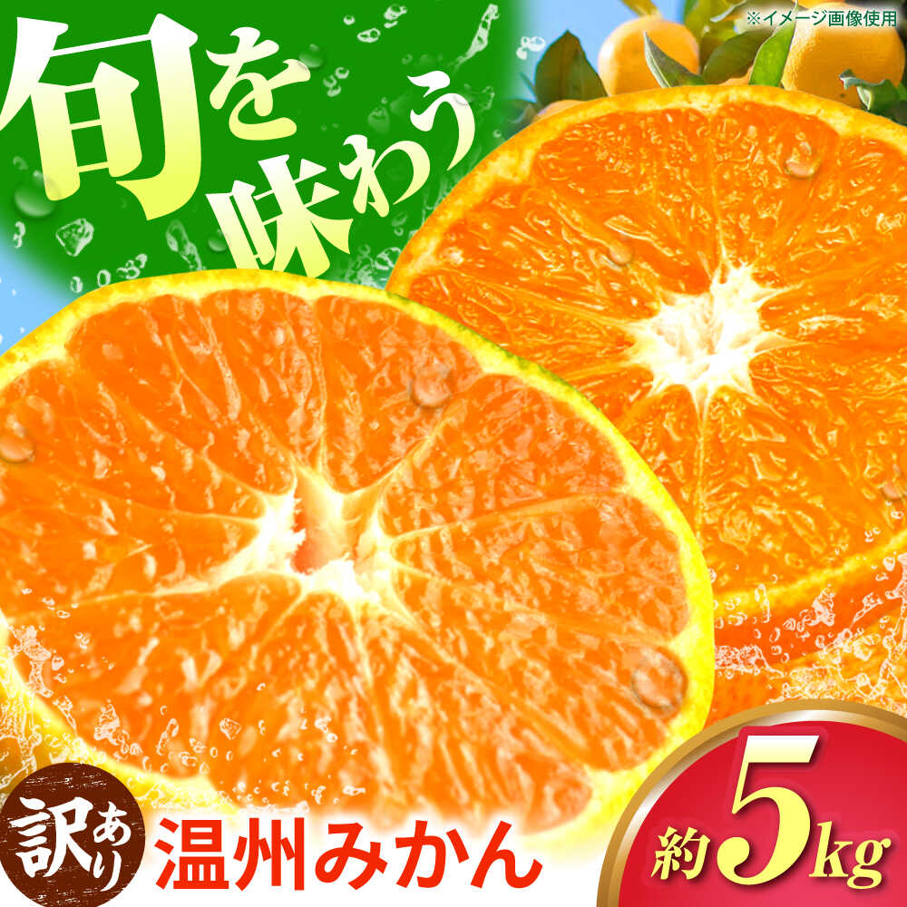 【訳あり】 温州みかん 5kg 極早生 早生 中生 晩生 みかん 【池田農園】[ZEX006]