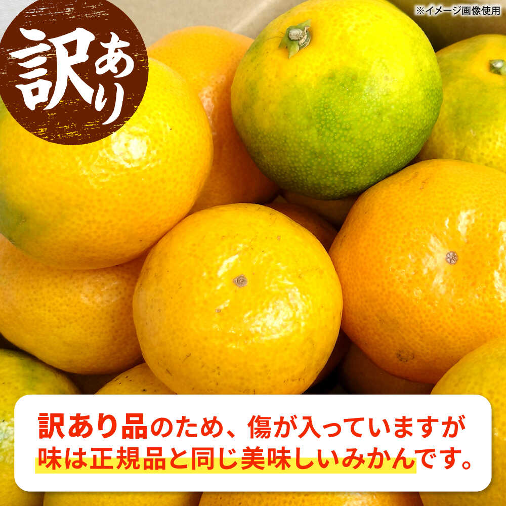 【ふるさと納税】【訳あり】 温州みかん 3kg 極早生 早生 中生 晩生 みかん 【池田農園】[ZEX007] サムネイル2