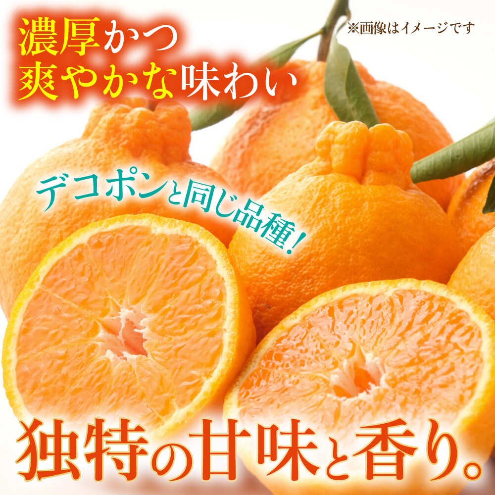 【ふるさと納税】【先行予約】不知火 約5kg 柑橘 蜜柑 みかん フルーツ 【日本フルーツ株式会社】 [ZFJ002] サムネイル2