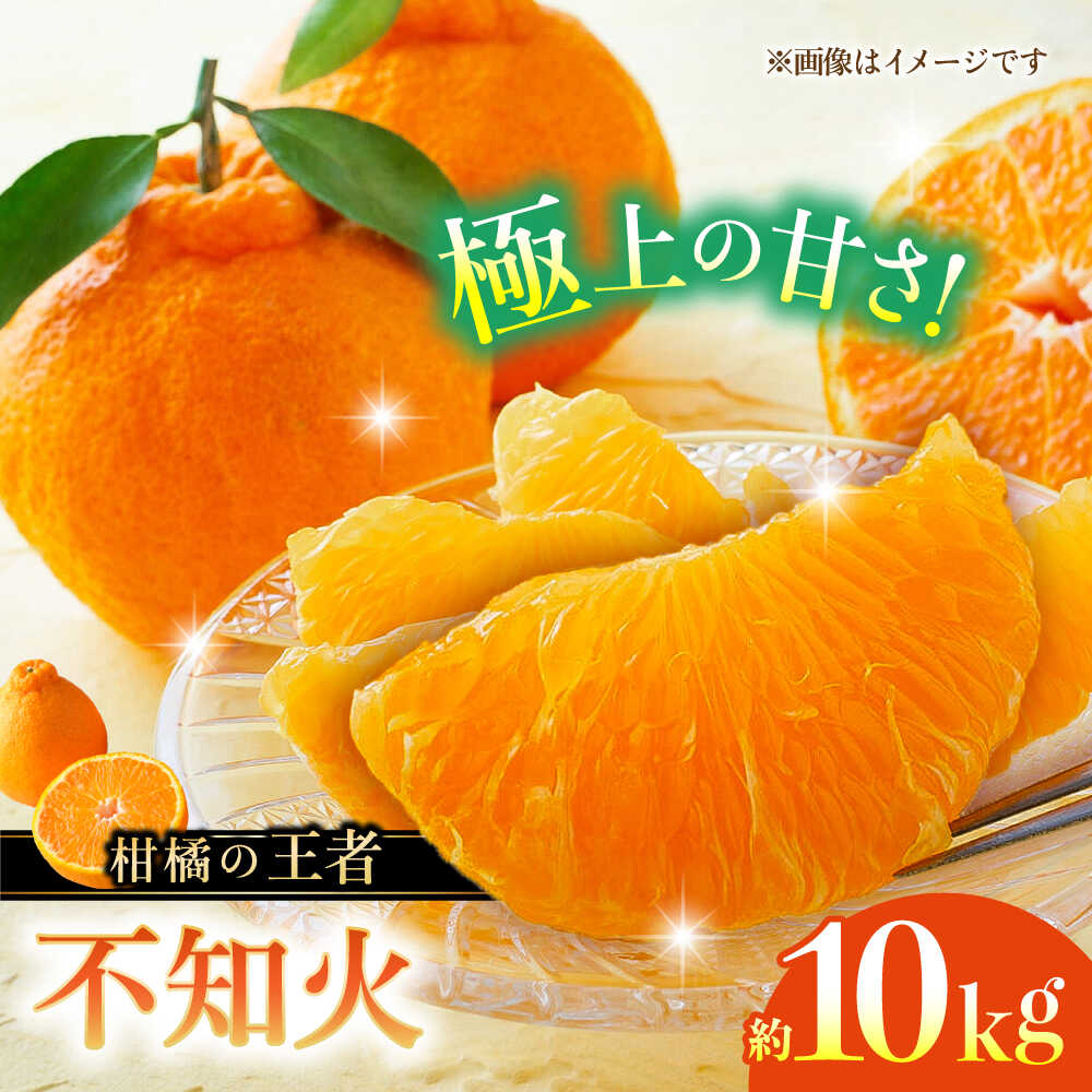 【先行予約】不知火 約10kg 柑橘 蜜柑 みかん フルーツ 【日本フルーツ株式会社】 [ZFJ003]