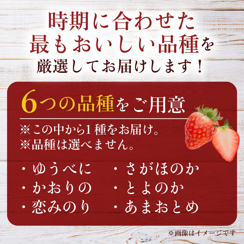 【ふるさと納税】【先行予約】熊本県産いちご 約1kg（250g×4pc） イチゴ フルーツ 果物 熊本県産 熊本【日本フルーツ株式会社】 [ZFJ009] サムネイル2