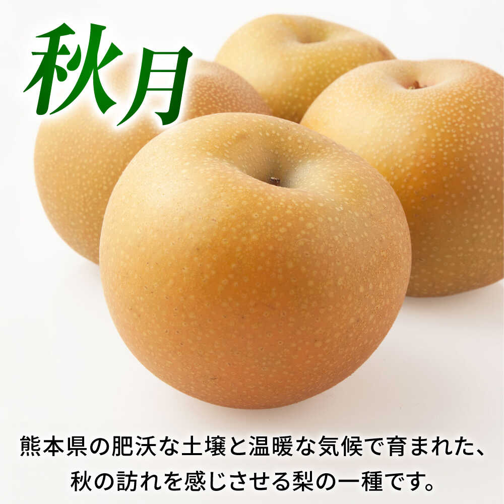 【ふるさと納税】【先行予約】秋月梨　約10kg 梨 ナシ フルーツ 果物 【日本フルーツ株式会社】 [ZFJ016] サムネイル3