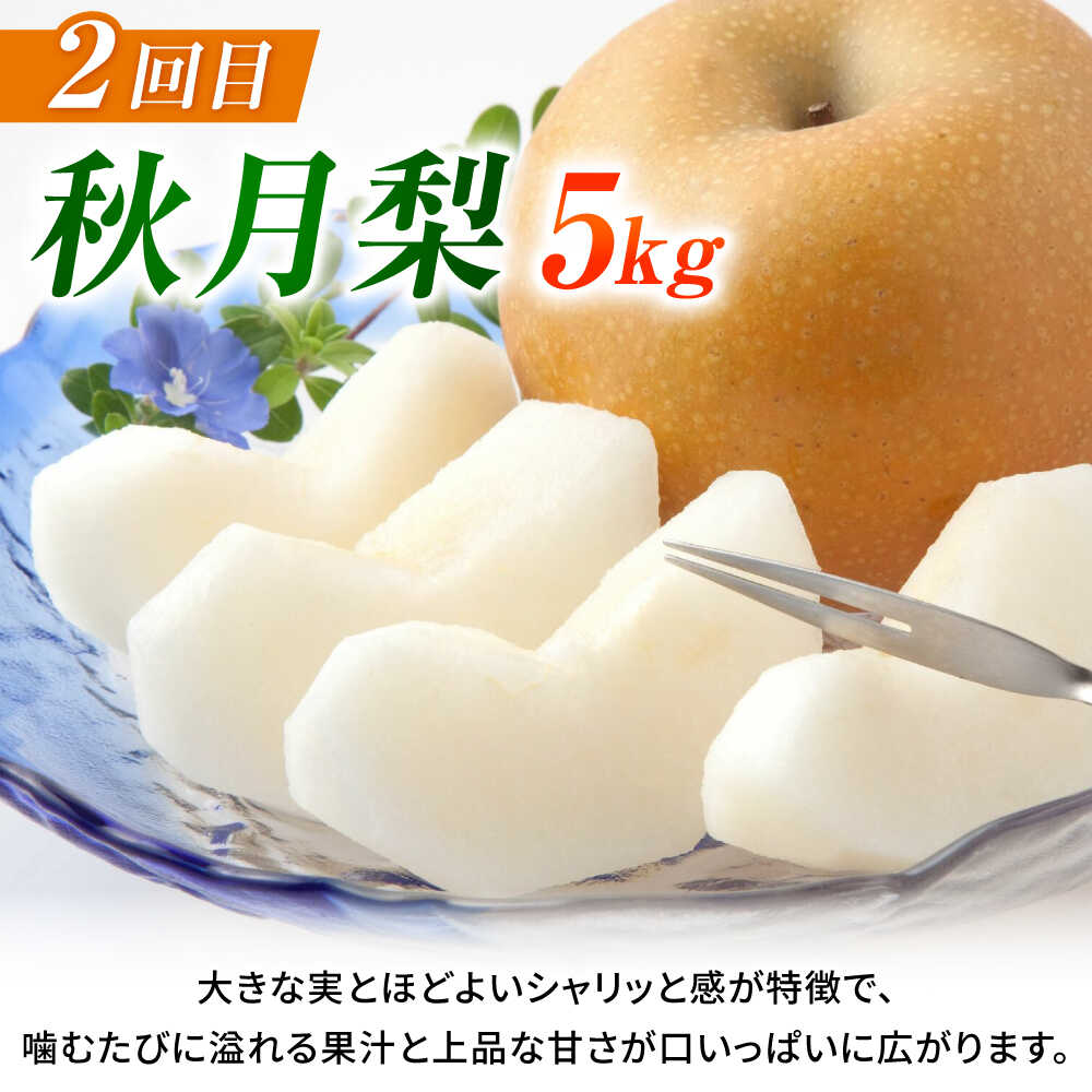 【ふるさと納税】【先行予約】【3回定期便】 梨 約5kg 計約15kg（豊水・秋月・新高） 梨 ナシ フルーツ 果物 【日本フルーツ株式会社】 [ZFJ024] サムネイル3