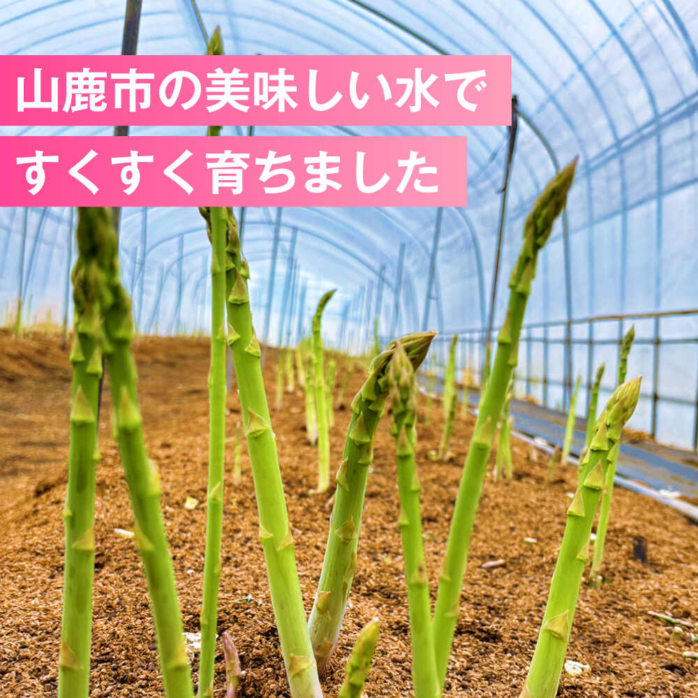 【ふるさと納税】【先行予約】 山鹿市産 いけだ農園のアスパラガス 春芽(M~Lサイズ)　約1kg【いけだ農園】[ZFP002] - 画像2