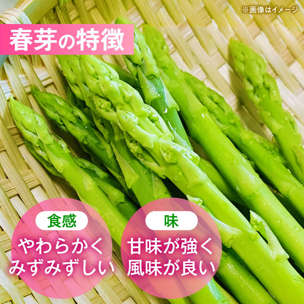 【ふるさと納税】【先行予約】 山鹿市産 いけだ農園のアスパラガス 春芽(M~Lサイズ)　約1kg【いけだ農園】[ZFP002] - 画像3