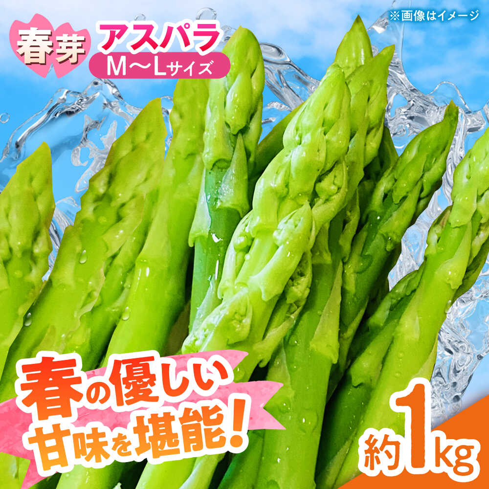 【先行予約】 山鹿市産 いけだ農園のアスパラガス 春芽(M~Lサイズ)　約1kg【いけだ農園】[ZFP002]