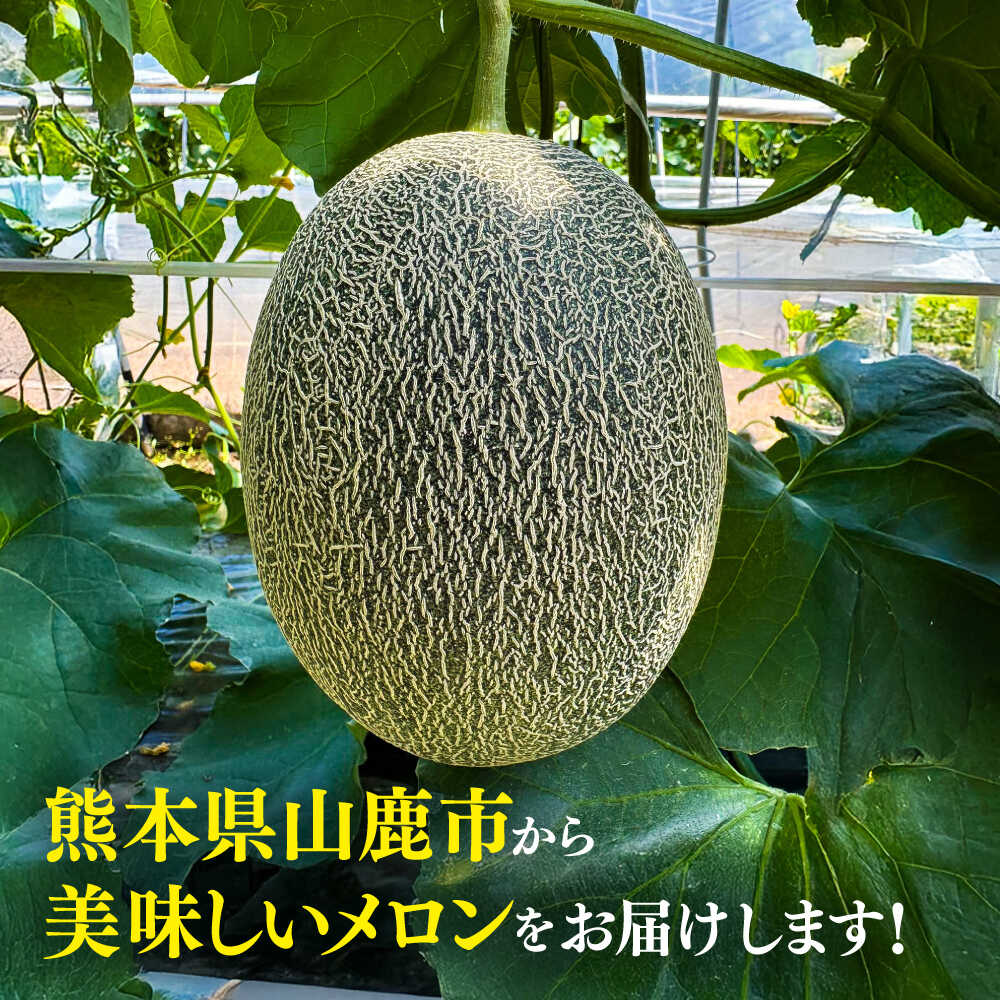 【ふるさと納税】【先行予約】 山鹿の恵み! 匠の育てた　肥後グリーン メロン 約4kg以上（約2kg以上×2玉）【きもと農園】[ZFQ001] サムネイル3