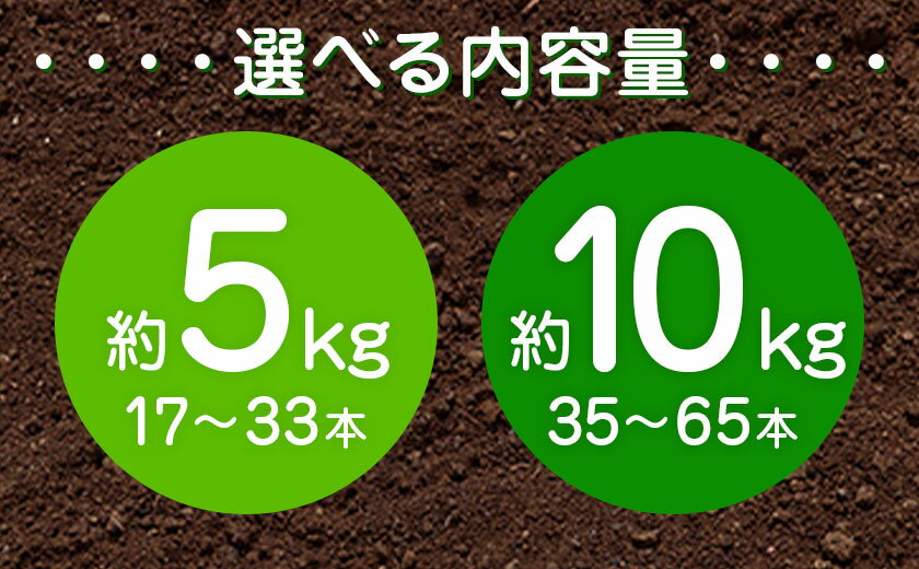 【ふるさと納税】【先行予約】人参 選べる内容量 約5kg (17-33本) 約10kg (35-65本) 日本フルーツ株式会社《2026年4月上旬-6月上旬頃出荷》熊本県 菊池市 にんじん ニンジン 野菜 熊本県産 - 画像3