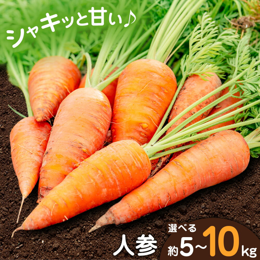 【先行予約】人参 選べる内容量 約5kg (17-33本) 約10kg (35-65本) 日本フルーツ株式会社《2026年4月上旬-6月上旬頃出荷》熊本県 菊池市 にんじん ニンジン 野菜 熊本県産