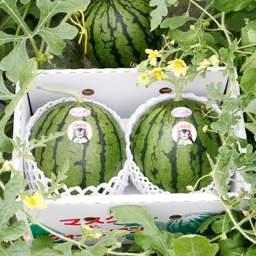 小玉スイカ 約2.5kg〜2.9kg×2玉【養生市場】 ひとりじめ 果物 フルーツ スイカ 西瓜 九州産 熊本県産 送料無料【2026年4月中旬頃より順次発送予定】【先行予約】