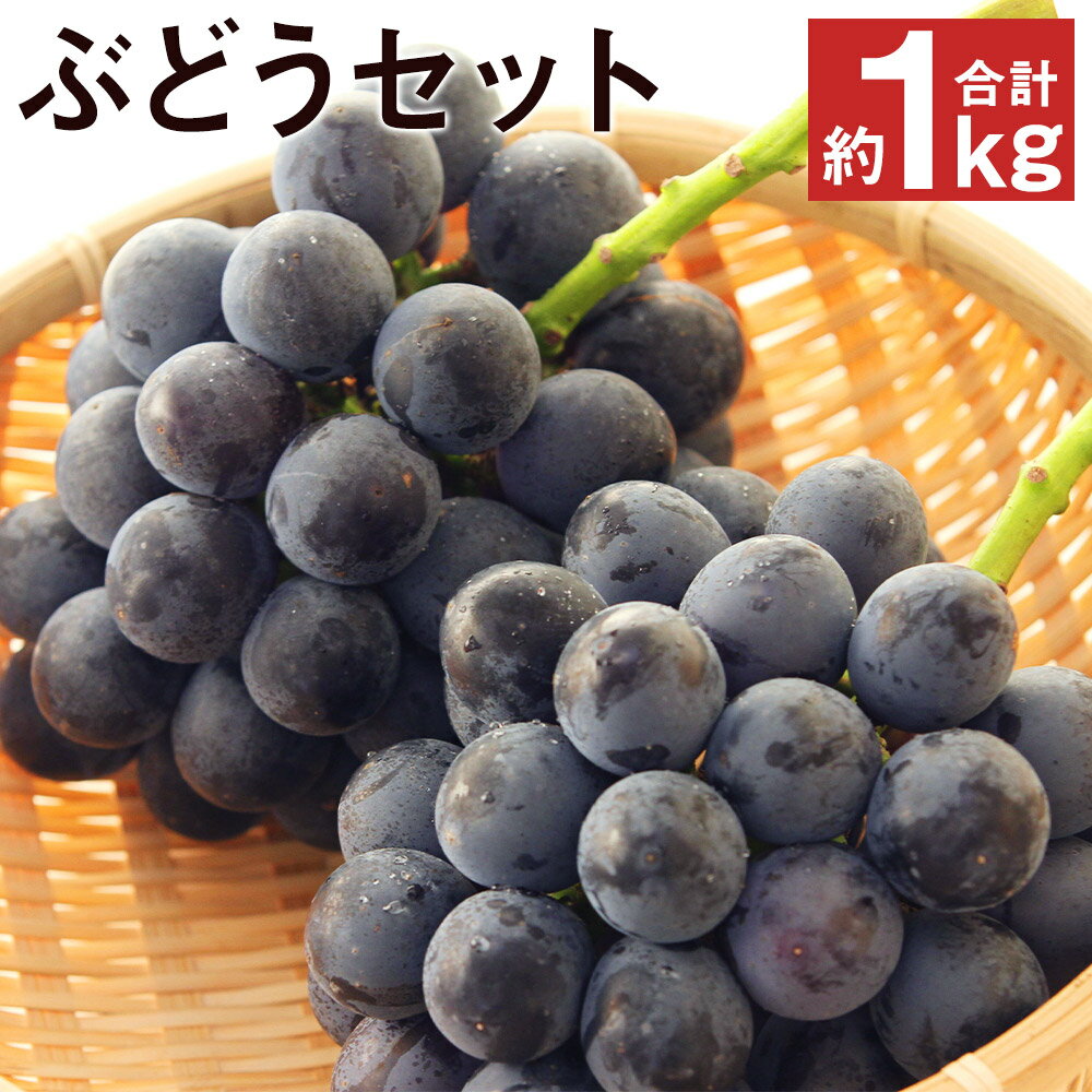 厳選 熊本産のぶどうセット 約1kg 【メロンドーム】 品種おまかせ ランダム 果物 フルーツ 葡萄 セット 食べ比べ 九州産 熊本県産 送料無料《2026年8月発送》【先行予約】