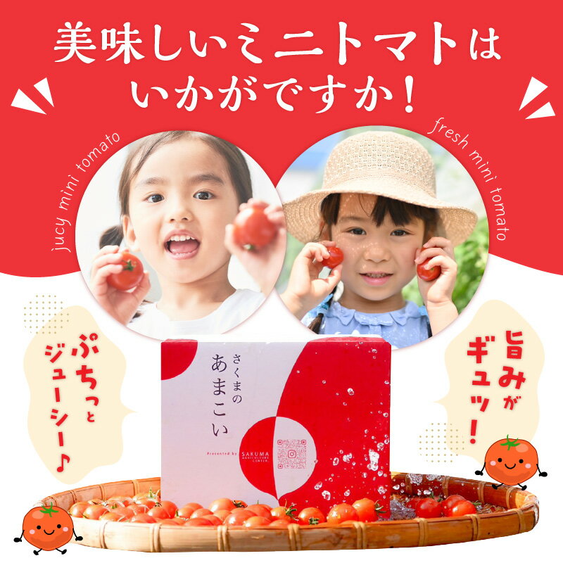 【ふるさと納税】ミニトマト 約1.5kg さくまのあまこい 熊本県産 トマト 味わい 野菜 プチトマト サラダ 生野菜 豊富な地下水 にがり農法 ミネラル サクマアグリセンター 常温 送料無料【熊本県宇土市】 - 画像3