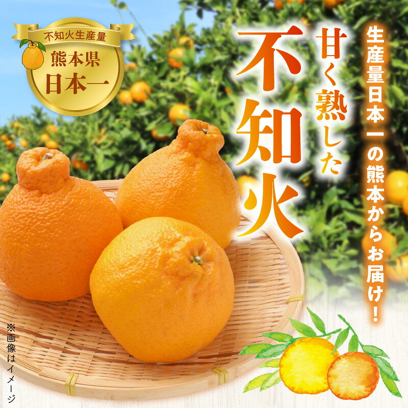 【ふるさと納税】【家庭用】 熊本県産 不知火 約 3kg 樹成 甘熟 柑橘 みかん 甘い 果実 果物 フルーツ オレンジ 国産 福島オレンジ農園 お取り寄せ お取り寄せフルーツ 常温発送 送料無料【熊本県宇土市】 サムネイル2