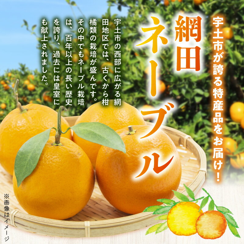 【ふるさと納税】ネーブル オレンジ 約 5kg 家庭用 甘みと酸味のバランスが良い 旬のフルーツ 美味しい 柑橘類 フルーツ 果物 デザート 特産品 福島オレンジ農園 お取り寄せ お取り寄せフルーツ 熊本県 宇土市 送料無料 【熊本県宇土市】 サムネイル2