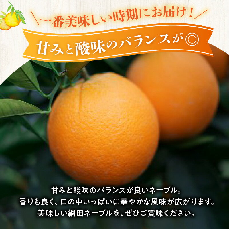 【ふるさと納税】ネーブル オレンジ 約 5kg 家庭用 甘みと酸味のバランスが良い 旬のフルーツ 美味しい 柑橘類 フルーツ 果物 デザート 特産品 福島オレンジ農園 お取り寄せ お取り寄せフルーツ 熊本県 宇土市 送料無料 【熊本県宇土市】 サムネイル3