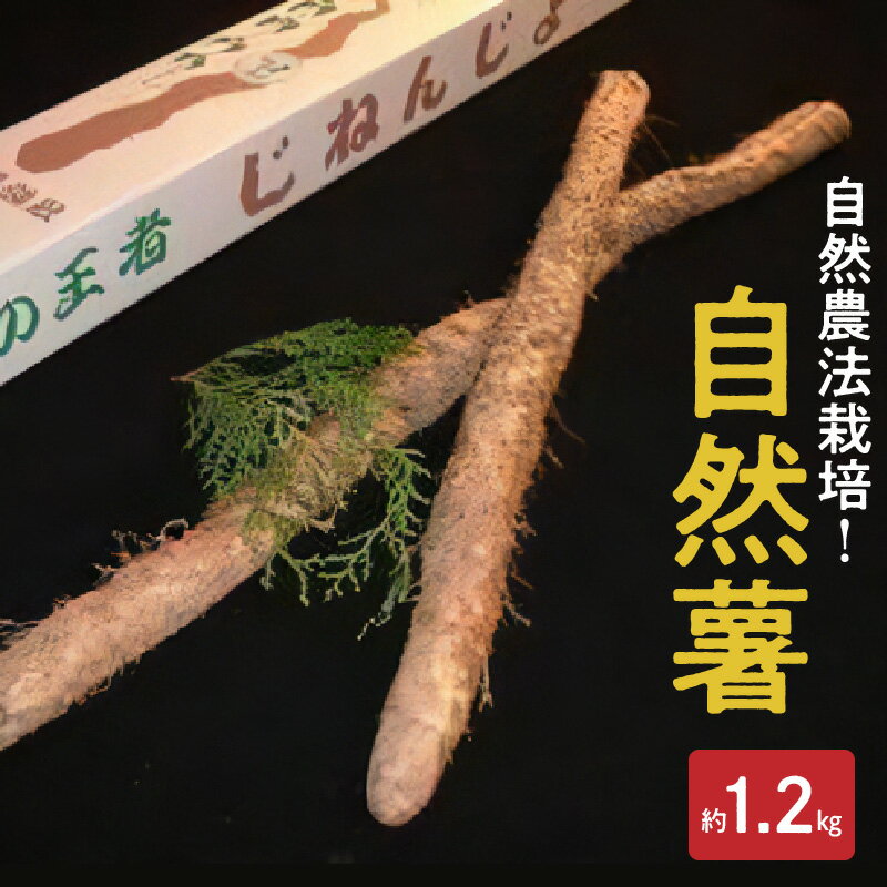 【ふるさと納税】自然薯 やまいも 山菜の王様 約 1.2kg 国産 とろろ 安全 安心 おいしい 高い栄養価 那須自然農園 自然農法栽培 有機JAS 認定事業者 お取り寄せ ギフト 贈り物 熊本県 宇土市 送料無料【熊本県宇土市】 - 画像2