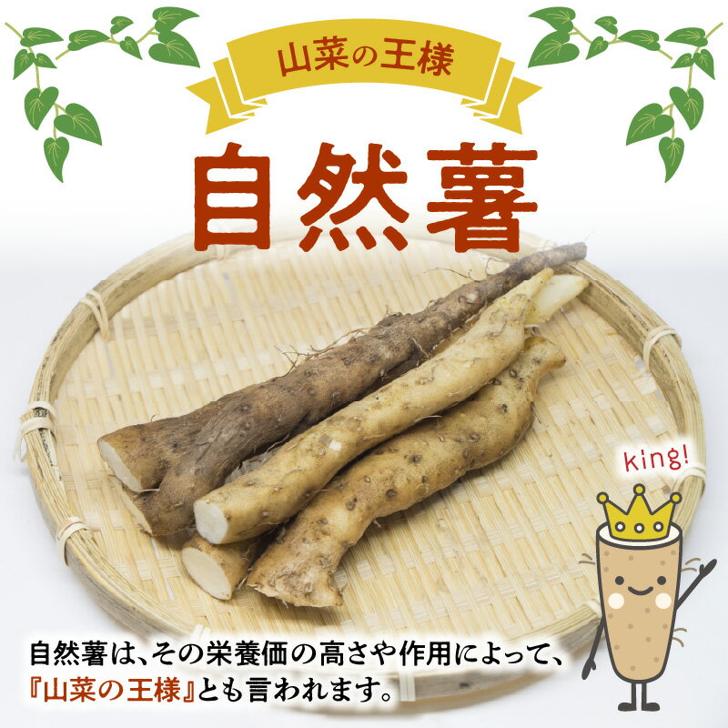 【ふるさと納税】自然薯 やまいも 山菜の王様 約 300g 3袋 真空パック 国産 とろろ 安全 安心 おいしい 高い栄養価 那須自然農園 自然農法栽培 有機JAS 認定事業者 お取り寄せ ギフト 贈り物 熊本県 宇土市 送料無料【熊本県宇土市】 - 画像3