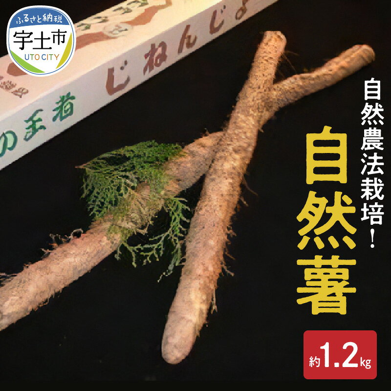 自然薯 やまいも 山菜の王様 約 1.2kg 国産 とろろ 安全 安心 おいしい 高い栄養価 那須自然農園 自然農法栽培 有機JAS 認定事業者 お取り寄せ ギフト 贈り物 熊本県 宇土市 送料無料【熊本県宇土市】