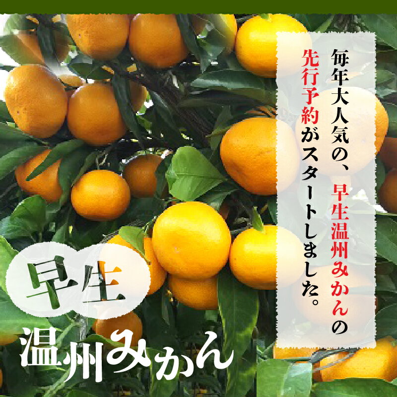 【ふるさと納税】進栄　早生温州みかん　約5kg【熊本県宇土市】 サムネイル3