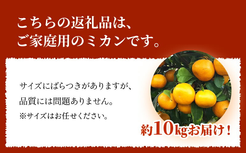 【ふるさと納税】進栄　【家庭用】早生温州みかん　約10kg【熊本県宇土市】 サムネイル3