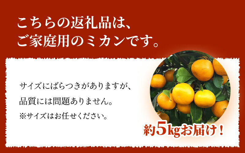 【ふるさと納税】進栄 家庭用 早生温州みかん 約5kg みかん 先行予約 国産 柑橘 果物 果実 ビタミン 旬 フルーツ ジューシー 美味しい 食品 常温 九州 お取り寄せ お取り寄せフルーツ 送料無料【熊本県宇土市】発送は11月から サムネイル3