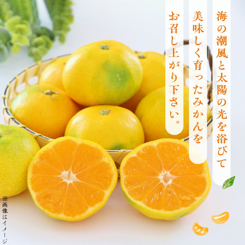 【ふるさと納税】贈答用 温州みかん 約 5kg 1箱 進栄 柑橘 果実 常温 果物 ビタミンC 豊富 みかん 旬 国産 フルーツ デザート 熊本 九州 食品 お取り寄せ お取り寄せフルーツ 送料無料【熊本県宇土市】 サムネイル2