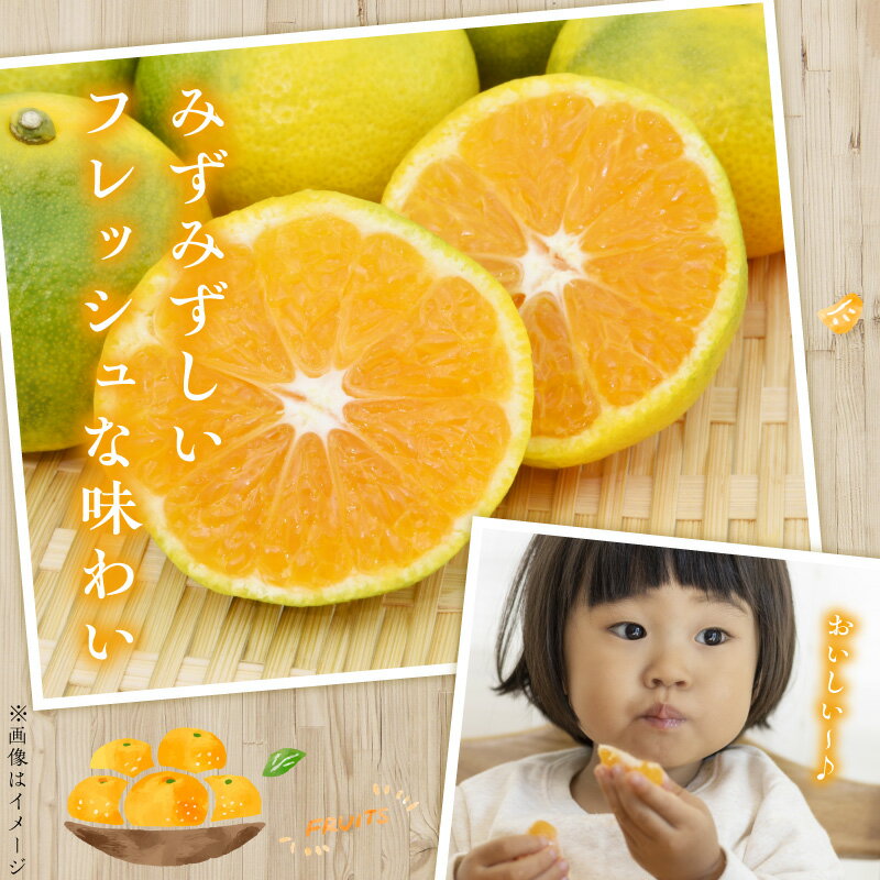 【ふるさと納税】贈答用 温州みかん 約 5kg 1箱 進栄 柑橘 果実 常温 果物 ビタミンC 豊富 みかん 旬 国産 フルーツ デザート 熊本 九州 食品 お取り寄せ お取り寄せフルーツ 送料無料【熊本県宇土市】 サムネイル3