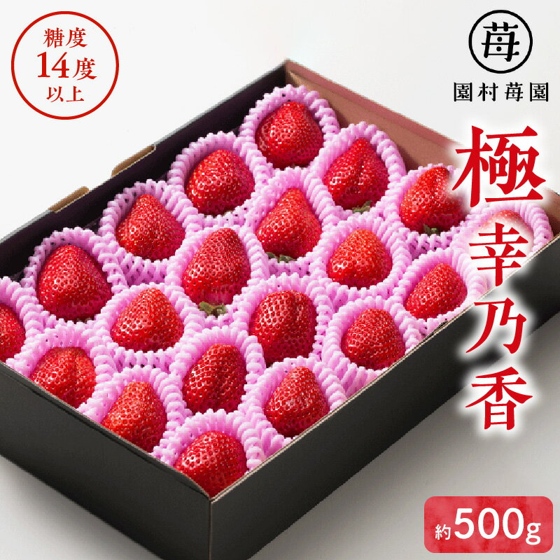 苺 極幸乃香 さちのか 約 500g 糖度14度以上保証 ブランド 九州 熊本県産 甘味 酸味 旨味 コク ビタミンC 冷蔵 贈り物 ギフト 熨斗対応 ストロベリー 食品 お取り寄せ フルーツ 果物 お取り寄せフルーツ 青果 生鮮 送料無料 【熊本県宇土市】