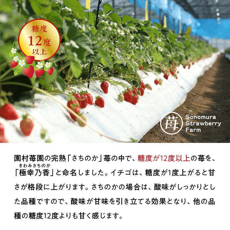 【ふるさと納税】苺 糖度12度以上保証 ブランド苺 極幸乃香 約 600g 12〜25粒 熊本県宇土産 スイーツ ストロベリー さちのか 果物 フルーツ ビタミンC 冷蔵 食品 誕生日 人気 お取り寄せ おすそ分け 手土産 お土産 熨斗対応可 ギフト 贈り物 送料無料 【熊本県宇土市】 サムネイル3