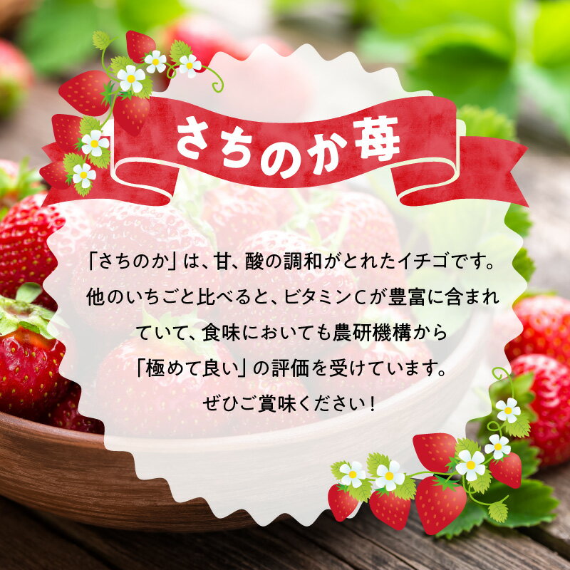 【ふるさと納税】苺 極幸乃香 さちのか 約 500g 糖度14度以上保証 ブランド 九州 熊本県産 甘味 酸味 旨味 コク ビタミンC 冷蔵 贈り物 ギフト 熨斗対応 ストロベリー 食品 お取り寄せ フルーツ 果物 お取り寄せフルーツ 青果 生鮮 送料無料 【熊本県宇土市】 サムネイル3