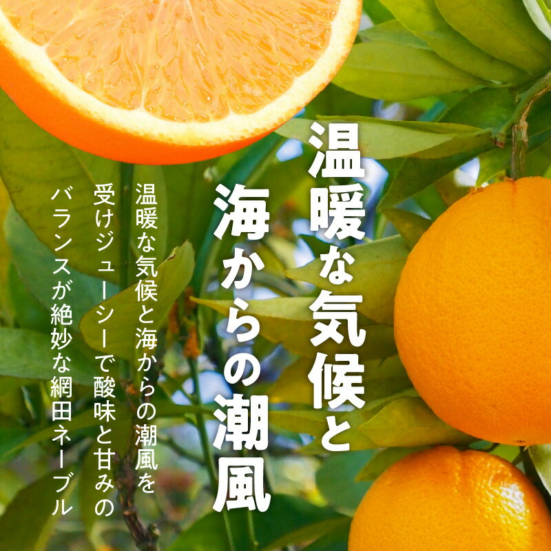 【ふるさと納税】ネーブル フルーツ 果物 安心安全 完熟 網田ネーブル 約 3kg 8玉 〜 12玉 ジューシー 酸味 甘み 国産 オレンジ 最高峰 皇室への献上品 お取り寄せ お取り寄せグルメ 送料無料【熊本県宇土市】 サムネイル3