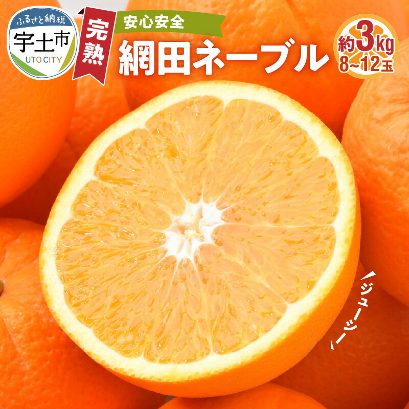 ネーブル フルーツ 果物 安心安全 完熟 網田ネーブル 約 3kg 8玉 〜 12玉 ジューシー 酸味 甘み 国産 オレンジ 最高峰 皇室への献上品 お取り寄せ お取り寄せグルメ 送料無料【熊本県宇土市】