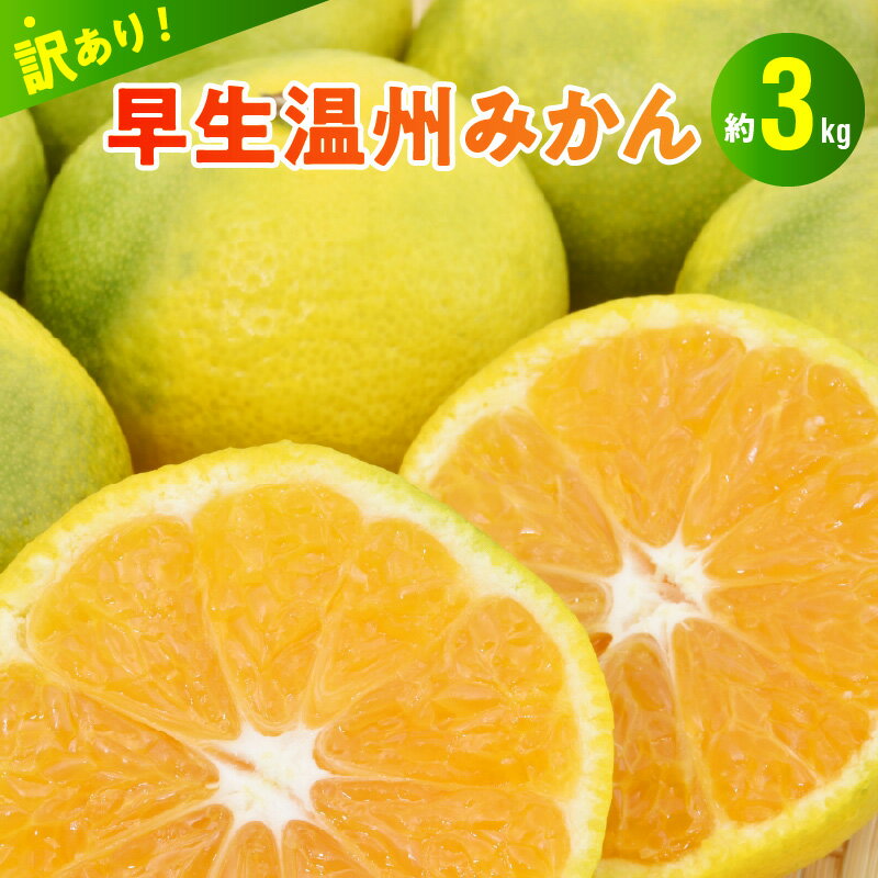 訳あり 柑橘 早生 温州みかん 約 3kg みかん 甘い 果物 フルーツ デザート おやつ 果実 国産 安全 安心 常温 食品 食べ物 村田果樹園 お取り寄せ お取り寄せスイーツ 送料無料　【発送】10月20日頃から【熊本県宇土市】