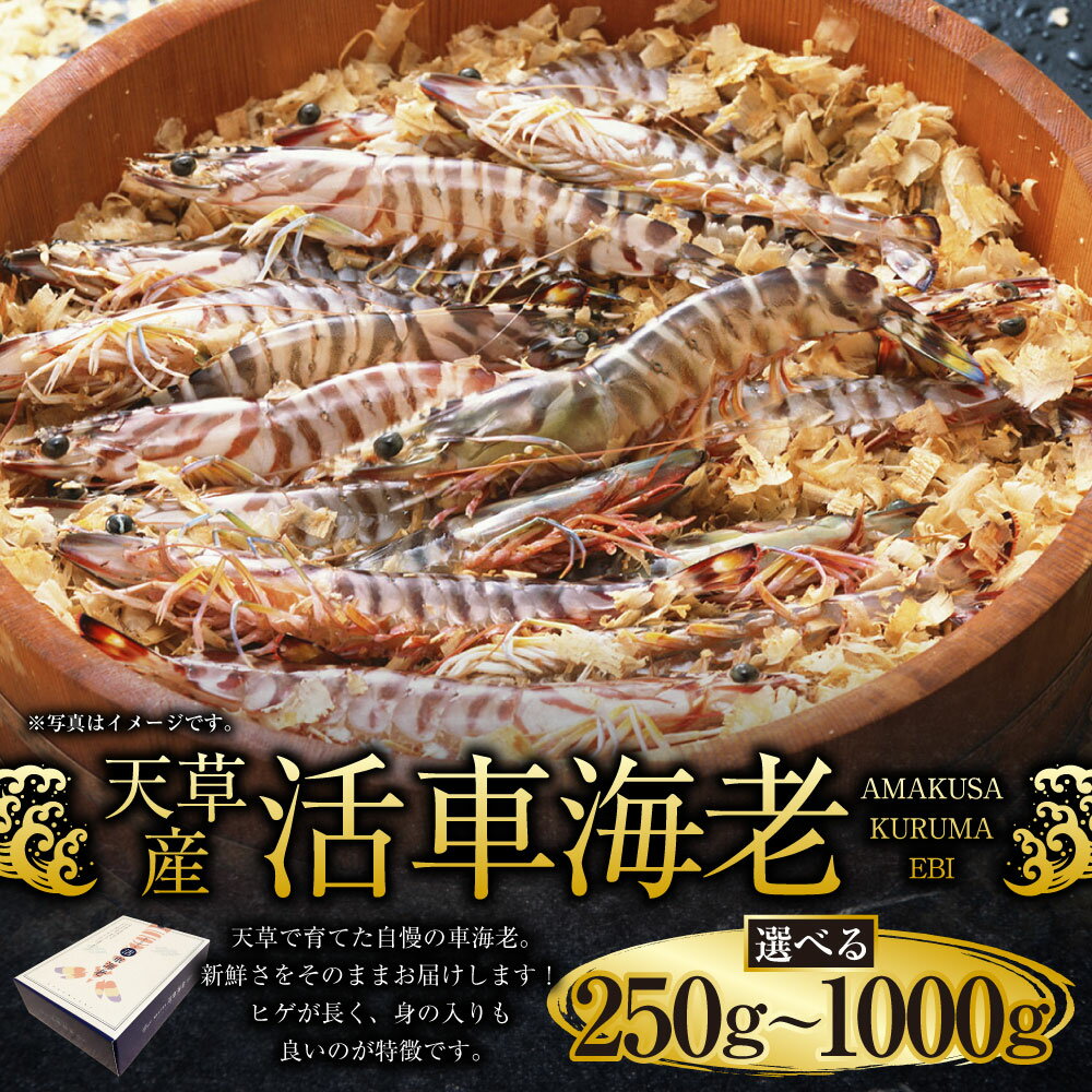 【ふるさと納税】【発送期間2025年11月05日から2026年3月31日】【配送指定日必須】天草産 活車海老 選べる 250g～1000g 8～44尾 10000円 ～ 39000円 1万円 ～ 3万9000円 車海老 車エビ 海老 エビ えび 魚介 魚介類 活き海老 常温 九州産 九州 国産 上天草市 海鮮 送料無料 サムネイル2