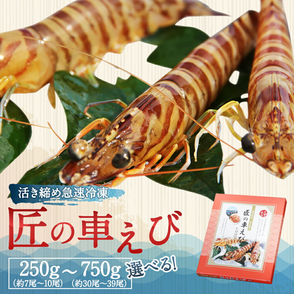 【ふるさと納税】【選べる内容量】 匠の車えび 活き締め急速冷凍 250g～750g 約7尾〜39尾 10000円 ～ 30000円 1万円 ～ 3万円 化粧箱入り 高級食材 車海老 ふるさと納税天草市 ふるさと納税海鮮 冷凍エビ 車海老 くるまえび 車えび 冷凍えび 刺身 海鮮セット 冷凍海鮮 国産 サムネイル2