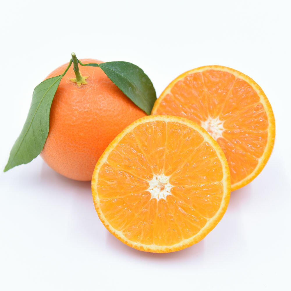 【先行受付】極上の柑橘「天草」3～3.5kg 18～26玉入り くだもの 果物 フルーツ 果実 柑橘 熊本県 上天草市 送料無料 【2025年12月上旬から2026年1月上旬順次発送予定】