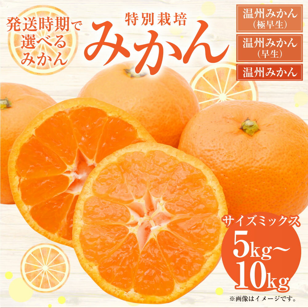 【ふるさと納税】【配送時期が選べる】【先行受付】特別栽培みかん 5kg 7kg 10kg サイズミックス 極早生 早生 熊本県産 果物 フルーツ 蜜柑 柑橘 送料無料 【2025年9月下旬から2026年1月下旬発送開始】 サムネイル2