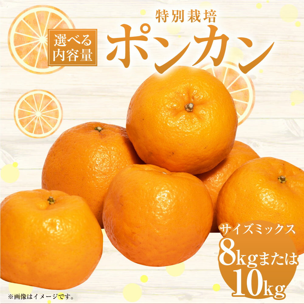 【ふるさと納税】【選べる容量】【先行受付】特別栽培ポンカン 8kg または 10kg サイズミックス ポンカン ぽんかん 国産 上天草市産 熊本県産 果物 フルーツ 蜜柑 柑橘 送料無料 【2026年1月上旬から2月下旬発送開始】 サムネイル2