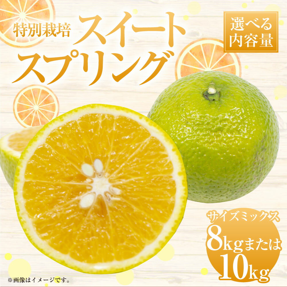 【ふるさと納税】【選べる容量】【先行受付】特別栽培スイートスプリング 8kg または 10kg サイズミックス スイートスプリング 国産 上天草市産 熊本県産 果物 フルーツ 蜜柑 柑橘 送料無料 【2025年12月下旬から2026年2月上旬発送予定】 サムネイル2