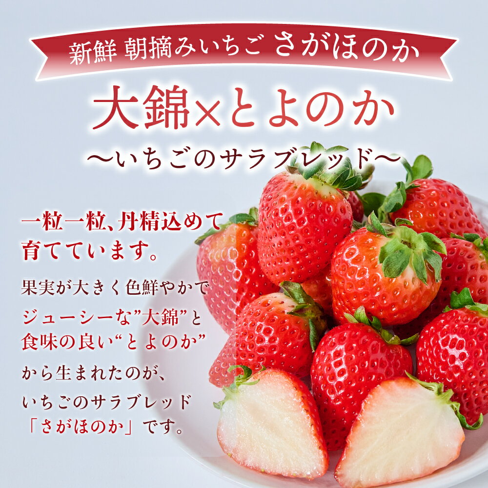 【ふるさと納税】先行予約 いちご【配送月が選べる】 季節限定!! 新鮮 朝摘みいちご さがほのか 約1.5kg (約250g×6パック) 【2026年1月〜3月発送】 だいこく農園 苺 サムネイル2