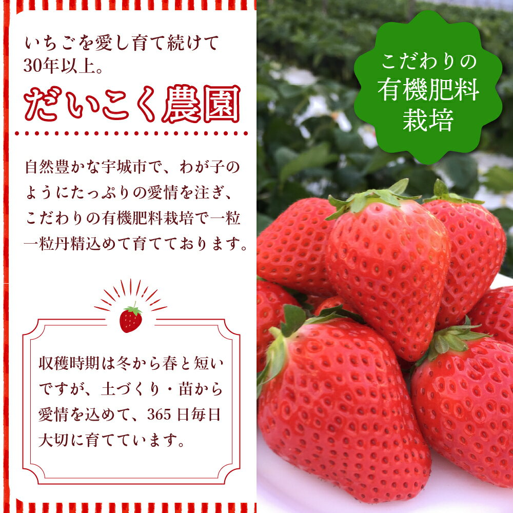 【ふるさと納税】先行予約 いちご【配送月が選べる】 季節限定!! 新鮮 朝摘みいちご さがほのか 約1.5kg (約250g×6パック) 【2026年1月〜3月発送】 だいこく農園 苺 サムネイル3