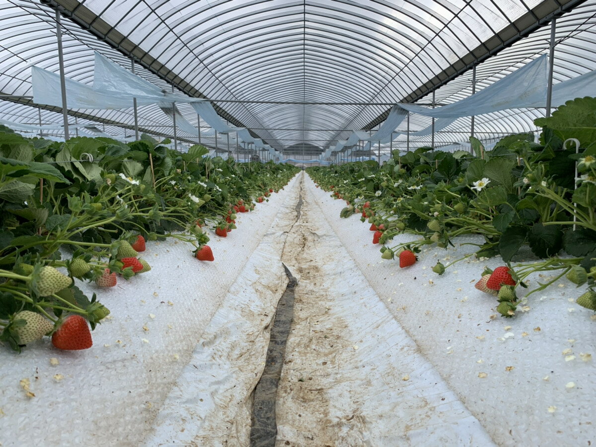 【ふるさと納税】 先行予約 いちご「さちのか」合計 約1,000g (約250g×4パック) 【2026年1月上旬〜4月発送予定】 苺 国産 九州産 熊本産 宇城市産 冷蔵 わたなべいちご園 サムネイル3