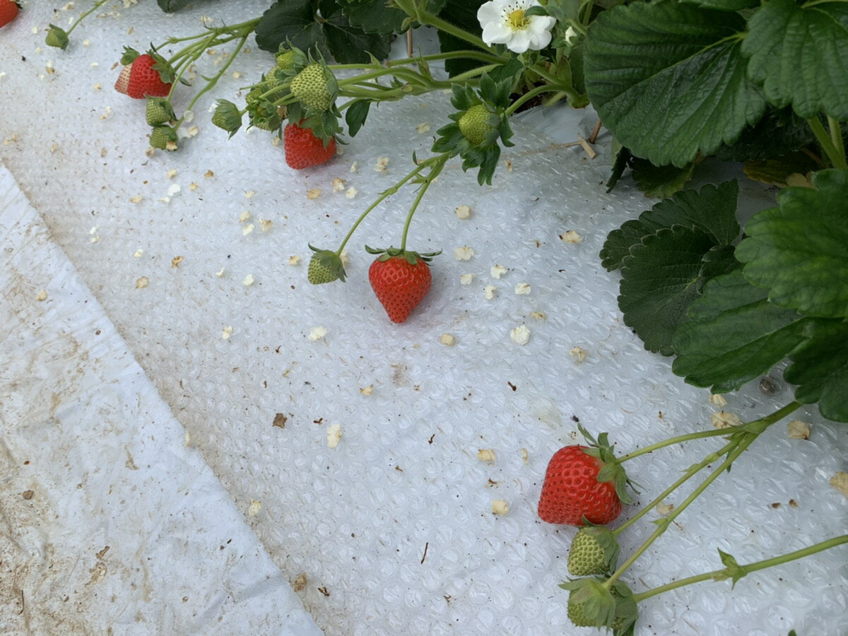 【ふるさと納税】 先行予約 いちご「恋みのり」合計1,000g (約250g×4パック) 【2026年1月上旬〜4月発送予定】こいみのり 苺 国産 九州産 熊本産 冷蔵 送料無料 わたなべいちご園 サムネイル2