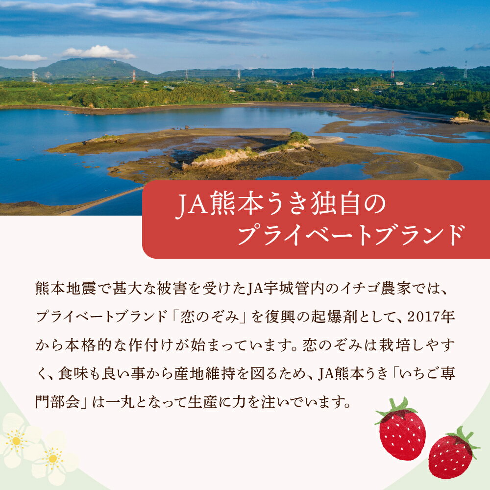 【ふるさと納税】 先行予約 いちご 恋のぞみ 【選べる容量】(約 500g 1kg 1.5kg 2kg) 1パックあたり約250g (7〜11個) 【2026年2月上旬～3月上旬発送予定】 苺 冷蔵 小分け 九州 熊本県 宇城市産 JA熊本うき サムネイル3