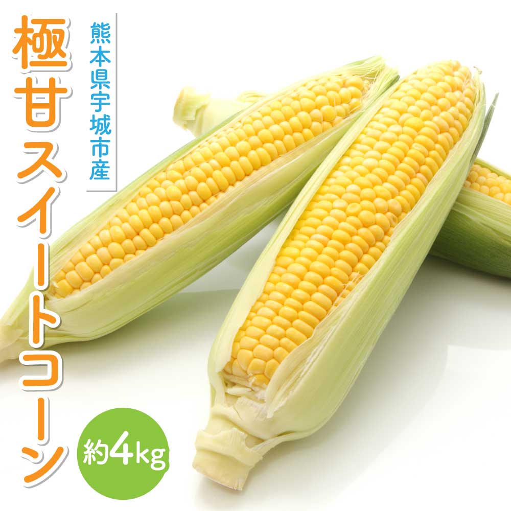 【先行予約】　極甘 スイートコーン 約4kg （12〜14本）山本農園 コーン とうもろこし トウモロコシ 玉蜀黍 糖度18度以上 【2026年4月下旬から順次発送】 甘い 野菜 やさい 国産 九州産 熊本産 株式会社アークブレス